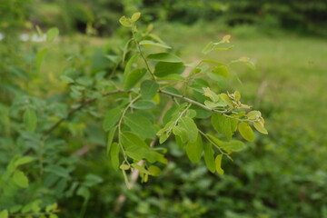 green leaves on a green background