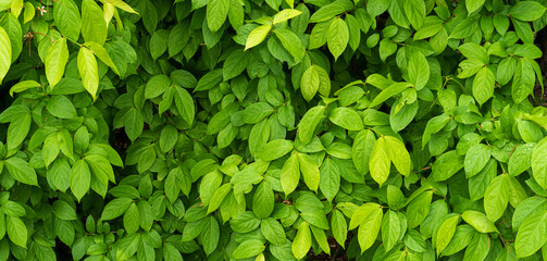 Green leaves with water drop texture,foliage nature green background