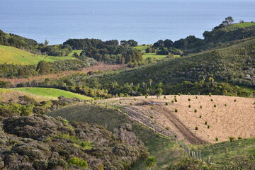 Hills with farmland and recovering native bush in Shakespear Regional Park on Whangaparaoa...