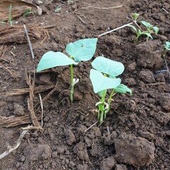 young soy been seedling.Plant seed growing