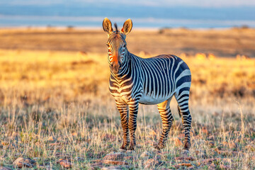 An alert Cape mountain zebra  (Equus zebra) in the Mountain Zebra National Park, South Africa. © David_Steele