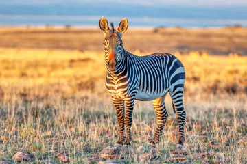 Zelfklevend Fotobehang Een alerte Kaapse bergzebra (Equus zebra) in het Mountain Zebra National Park, Zuid-Afrika. © David_Steele