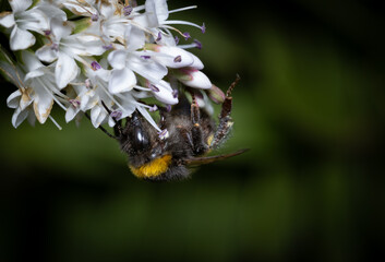 Close up of a bumblebee pollinating flowers