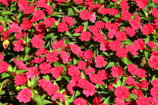 Pink Impatients flowers surrounded by green leaves