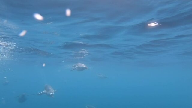 MS Gentoo Penguins (Pygoscelis papua) swimming underwater at Cierva Cove / Antarctic Peninsula, Antarctica