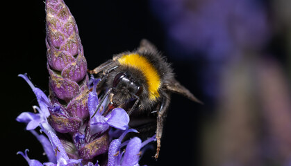 Close up of a bumblebee pollinating flowers