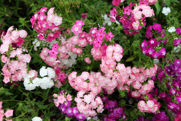 Pink Impatients flowers surrounded by green leaves