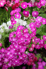 Obraz premium Pink Impatients flowers surrounded by green leaves