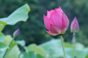 Bud of pink water lotus in the morning