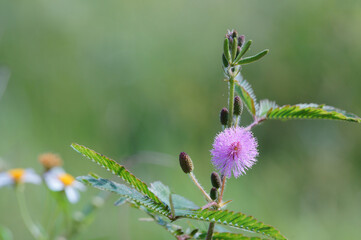 Mimosa pudica flower in the field. Sensitive plant
