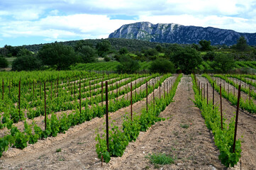 Vineyard with Pic Saint Loup mountain in the background