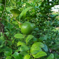 lemon tree in the garden