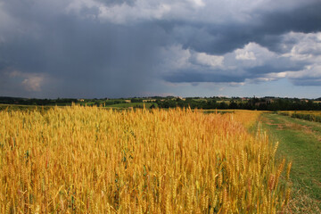 Campo di grano dorato sotto un cielo nuvoloso e temporalesco, in una calda giornata di inizio estate in pianura padana