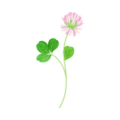 Clover or Trefoil with Dense Spike of Purple Flower and Trifoliate Leaves Vector Illustration