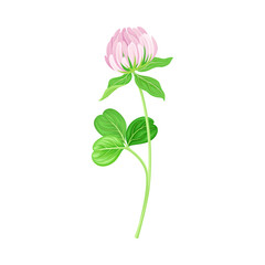 Clover Plant with Dense Spike of Purple Flower and Fibrous Trifoliate Leaves Vector Illustration