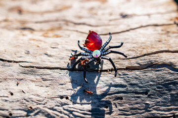 An extravagant women's brooch in the form of a black spider with rhinestones and a red stone,...