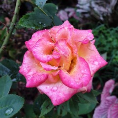 pink rose with water drops