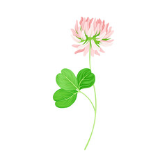 Clover Plant with Dense Spike of Purple Flower and Fibrous Trifoliate Leaves Vector Illustration