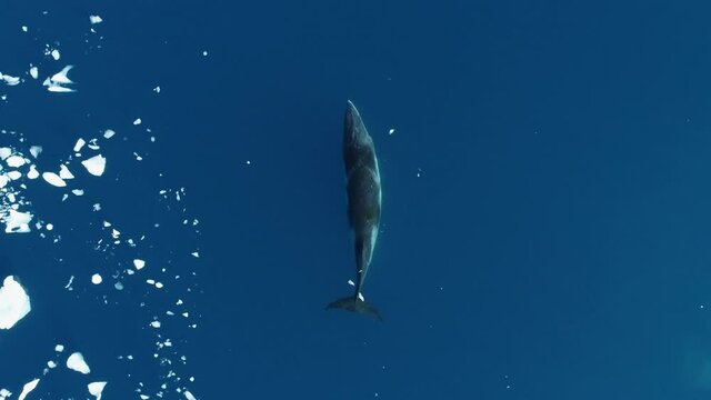 AERIAL MS Minke Whale (Balaenoptera acutorostrata) swimming in Cierva Cove / Antarctic Peninsula, Antarctica