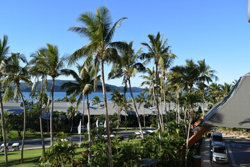 palm trees on the beach