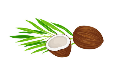 Whole and Halved Coconut with Hard Shell and Fibrous Husk Showing White Inner Flesh and Palm Leaf Vector Illustration
