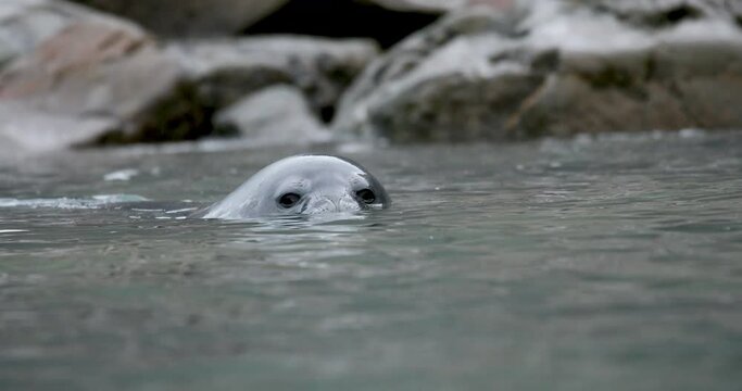 MS Weddel Seal (Leptonychotes weddellii) swimming in Cierva Cove / Antarctic Peninsula, Antarctica