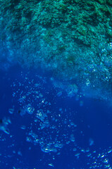 Fototapeta na wymiar Top view on scuba divers group swimming who exploring deep dark ocean blue water near a coral reef. Male and female in flippers examines the seabed. Dive. Active life. Shot through air bubbles.