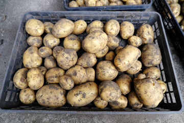 収穫した泥付きのジャガイモ