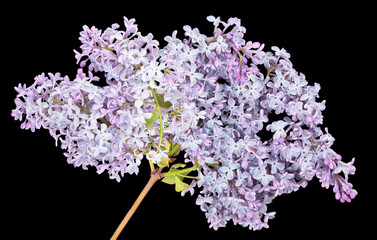 lush light lilac branch isolated on black