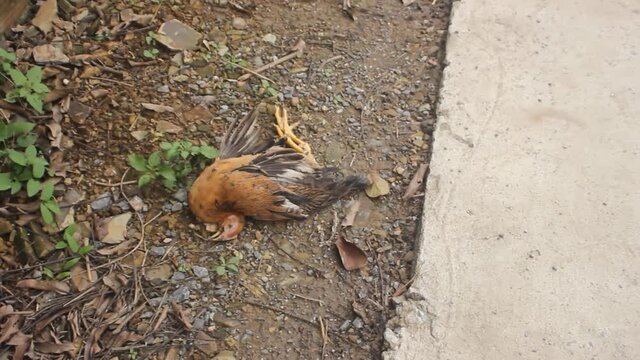 Dead chicken on a farm in Asia. Problems of poultry farming and veterinary medicine
