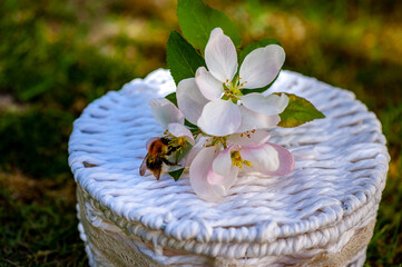 Delicate apple tree flowers with a bee on a white wicker box background. Close up.