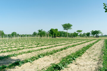 Fototapeta na wymiar Soft bottle gourd vegetable farm plants on rows, Asian rural view with trees and blue sky summer