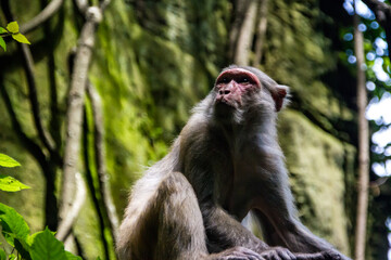 Naklejka na ściany i meble An adult male macaque