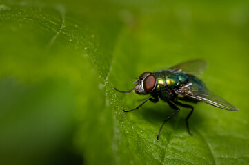 liege, insecta, makro, natur, blatt, green, badgered, tier, flügel, close up,