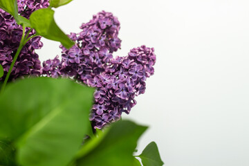 Beautiful branches of lilac on a white background. Copy space, flat, lay.
