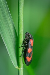 insecta, herrgottskäfer, natur, badgered, käfer, green, rot, makro, blatt, gras,