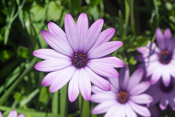 Obraz premium Purple Osteospermum flowers in a garden during spring