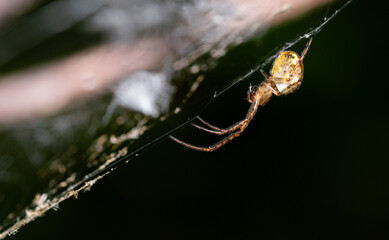 spinne, web, insecta, natur, makro, arachnid, tier, badgered, garden, wild lebende