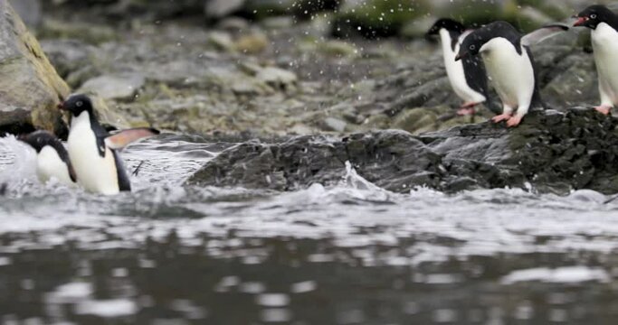 MS Aedile penguins (Pygoscelis adeliae) jumping into water of Hope Bay / Antarctica