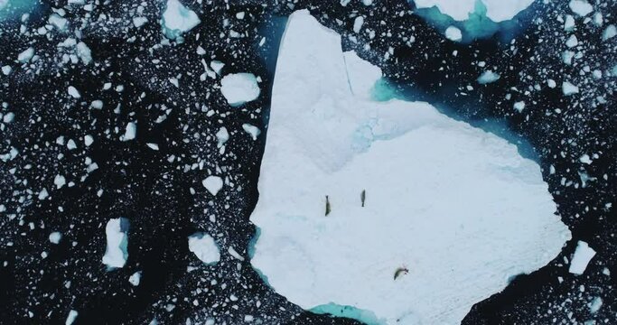 AERIAL WS Crabeater seals (Lobodon carcinophaga) on ice floe in Lemaire Channel / Antarctic Peninsula, Antarctica