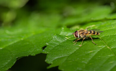 insecta, fliege, blatt, makro, natur, badgered, green, tier, insecta, close up