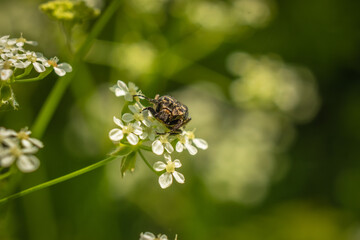 little beetle resting on flowers