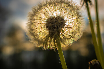 dandelion against the evening sun