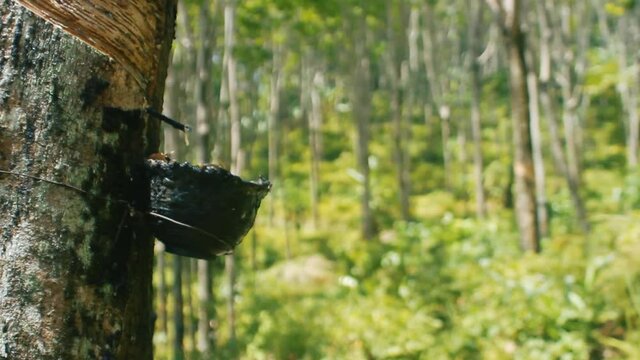 Rubber tree rubber tappers. Hevea is a source of rubber and valuable wood.
