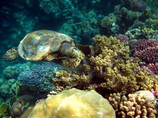 Sea turtles, Great Reef Turtle Bissa.

