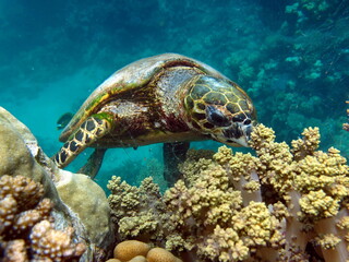 Sea turtles, Great Reef Turtle Bissa.

