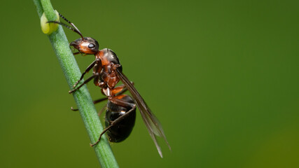 insecta, makro, natur, fliege, badgered, blatt, green, tier, dragonfly, close up, ameise
