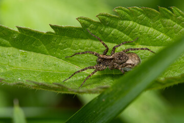 insecta, natur, makro, blatt, green, badgered, spinne, tier, close up, fliege, wild lebende