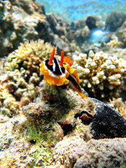 Clams. Nudibranch mollusks - Nudibranchia Chromodorides - Chromodorididae Four-color Chromodoris (Pajamas).