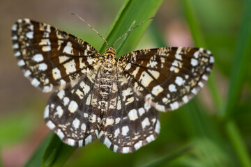 falter, insecta, natur, blume, flügel, green, schön, makro, wild lebende tiere